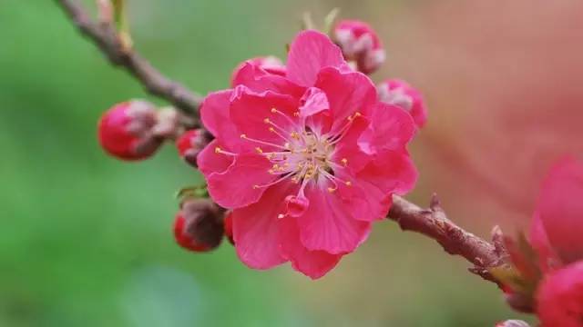 一枝花最新預(yù)測(cè),一枝花的最新預(yù)測(cè)